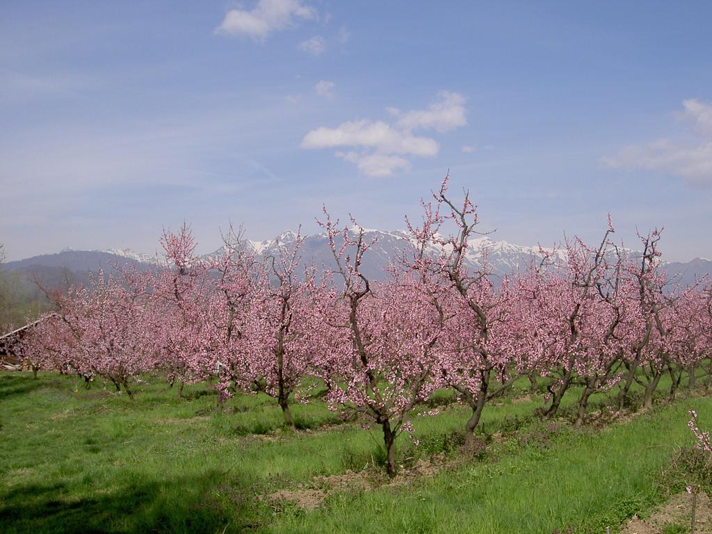 Agriturismo Il Frutto Permesso Bibiana Extérieur photo