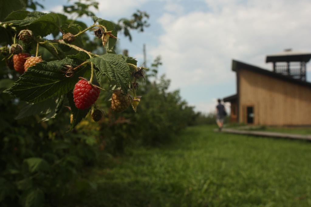 Agriturismo Il Frutto Permesso Bibiana Extérieur photo